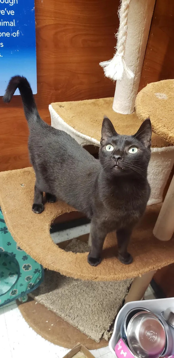 tipik bir kedide farklı bir kedi