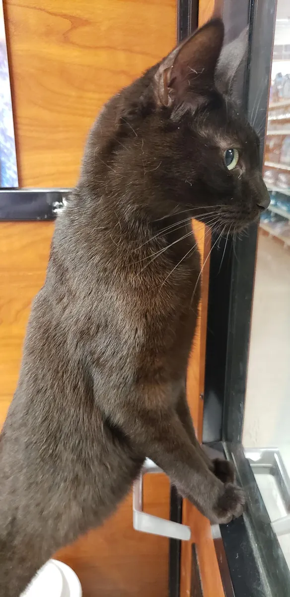 tipik bir kedide farklı bir kedi