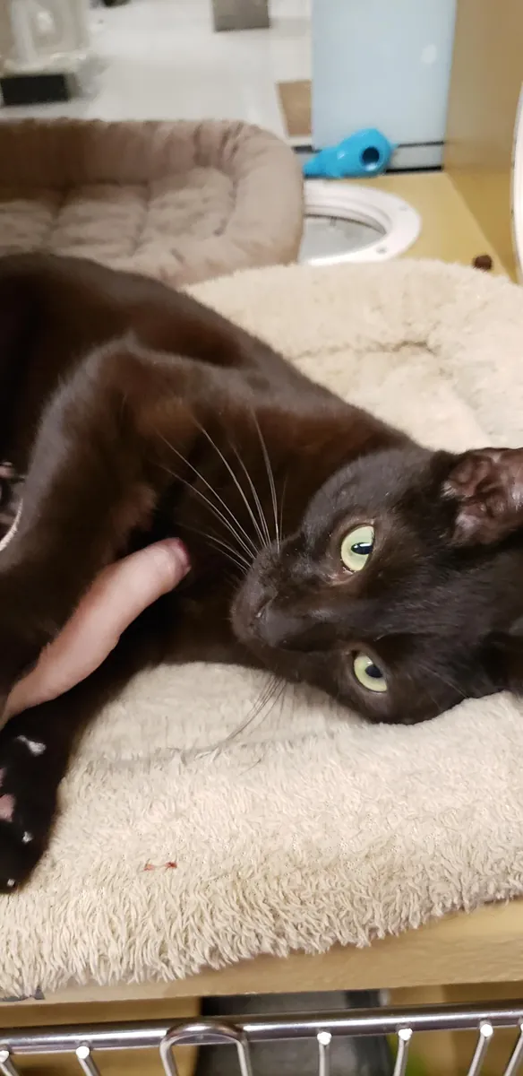 tipik bir kedide farklı bir kedi