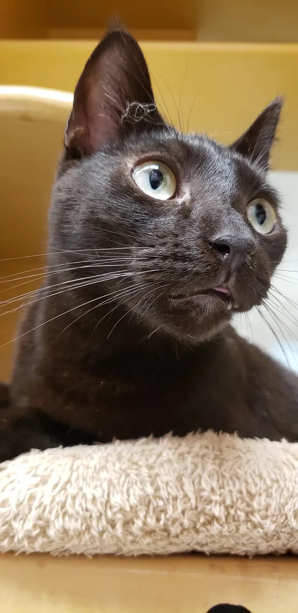 tipik bir kedide farklı bir kedi