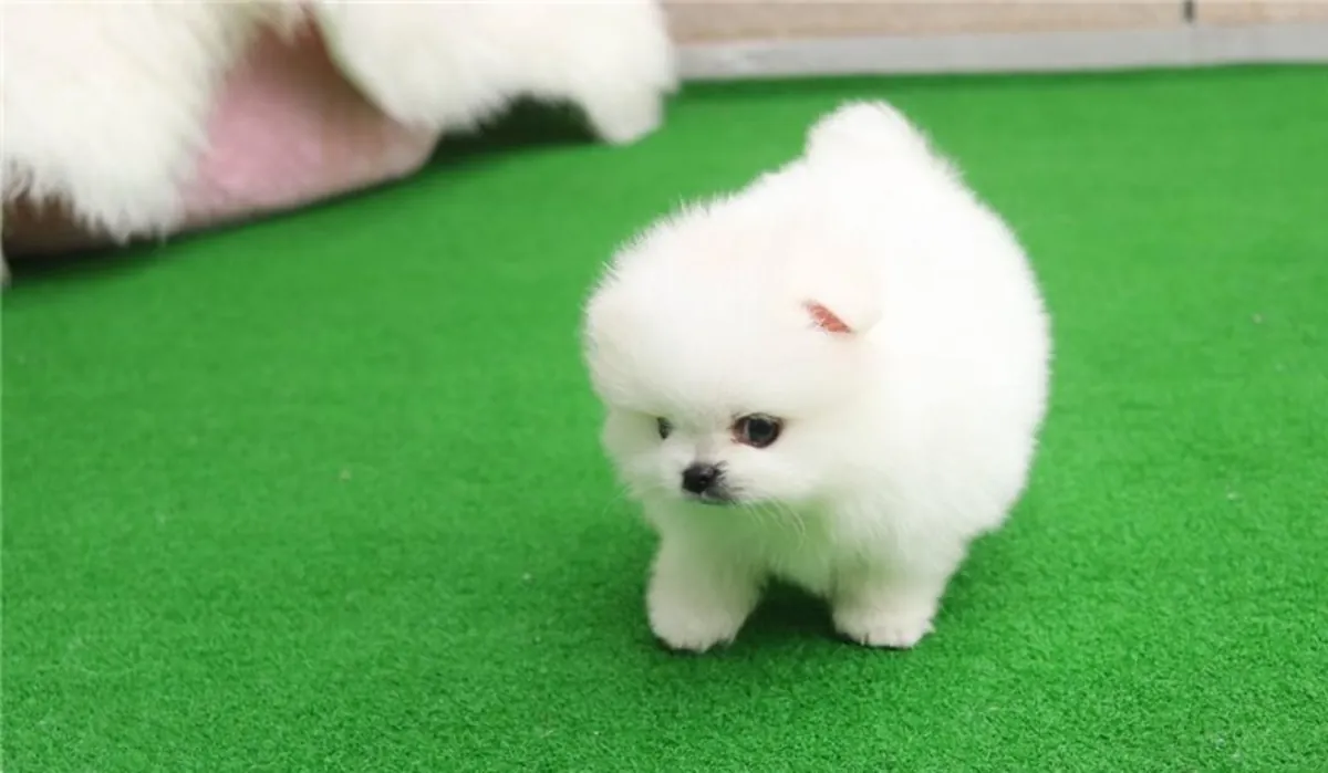 Adorables cachorros de Pomerania: machos y hembras disponibles