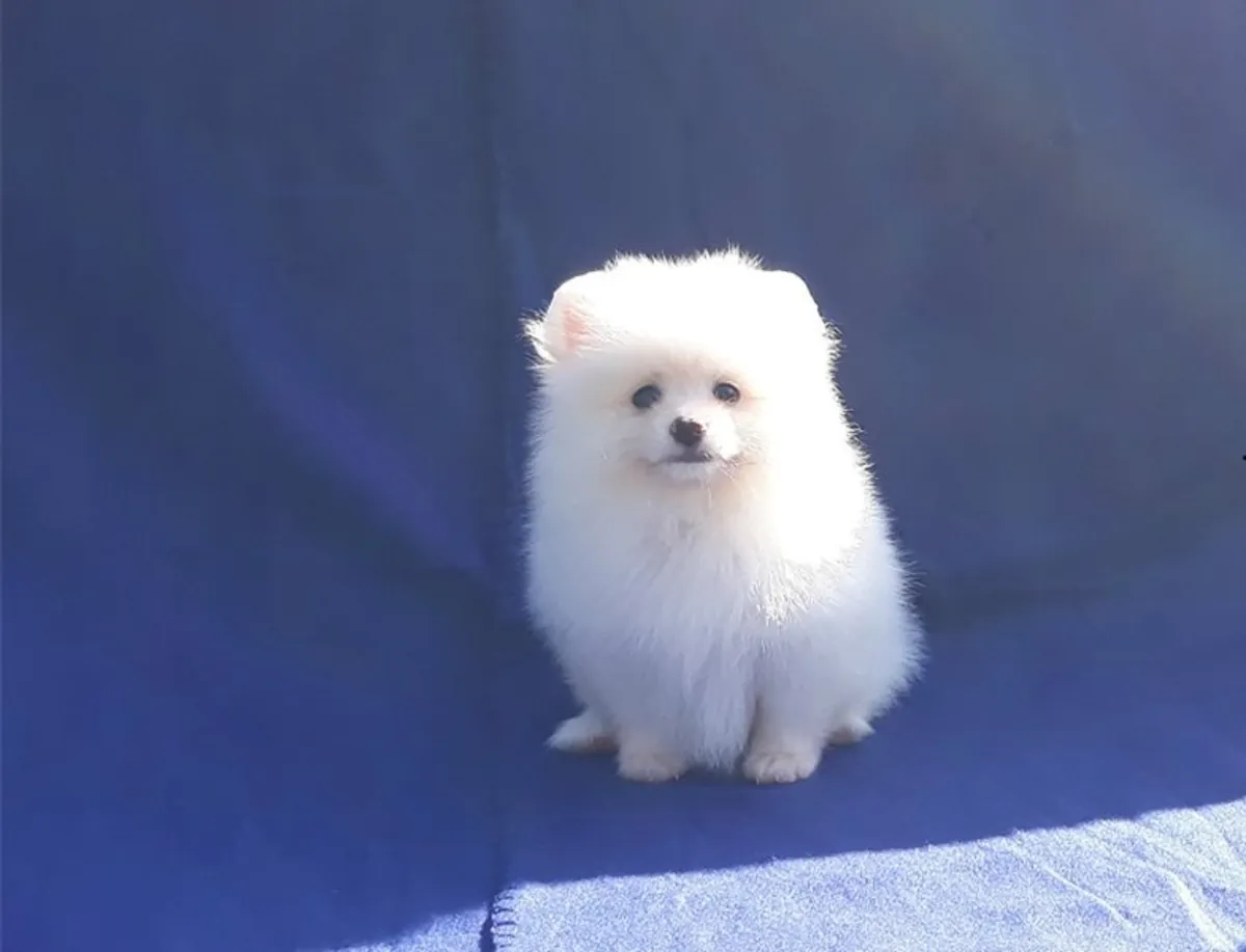 Chiots Pomeranian adorables : cherchent des foyers définitifs