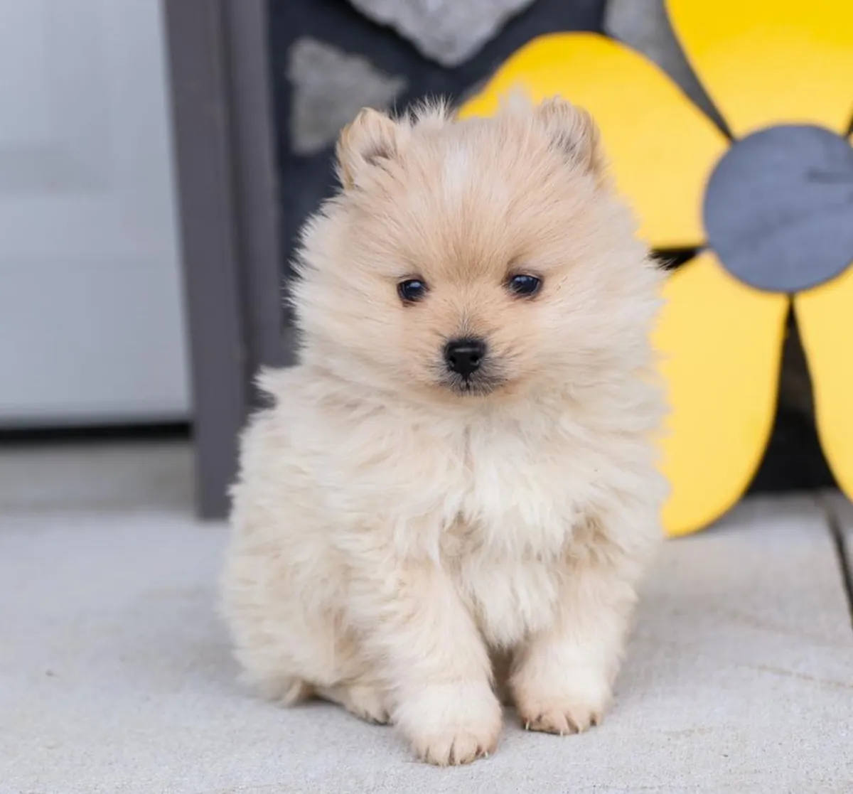 Juguetones cachorros de Pomerania disponibles para familias amorosas