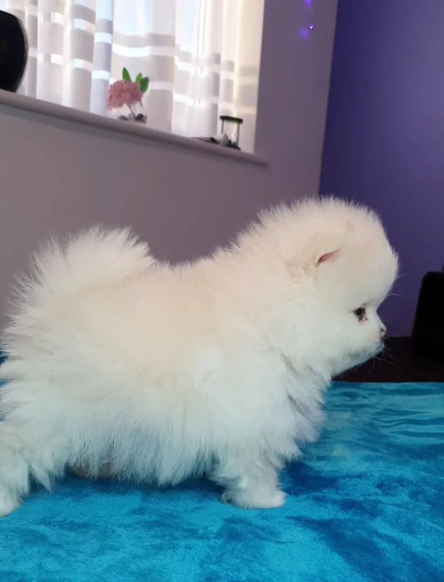 Juguetones cachorros de Pomerania disponibles para familias amorosas