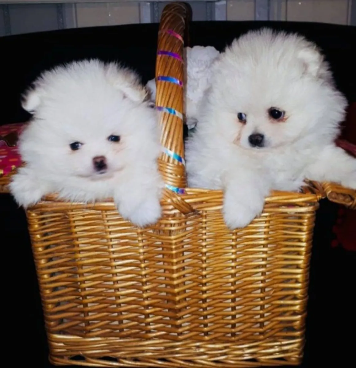 Juguetones cachorros de Pomerania disponibles para familias amorosas