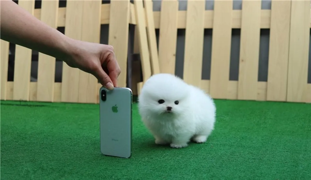  Encantadores cachorros de Pomerania: machos y hembras