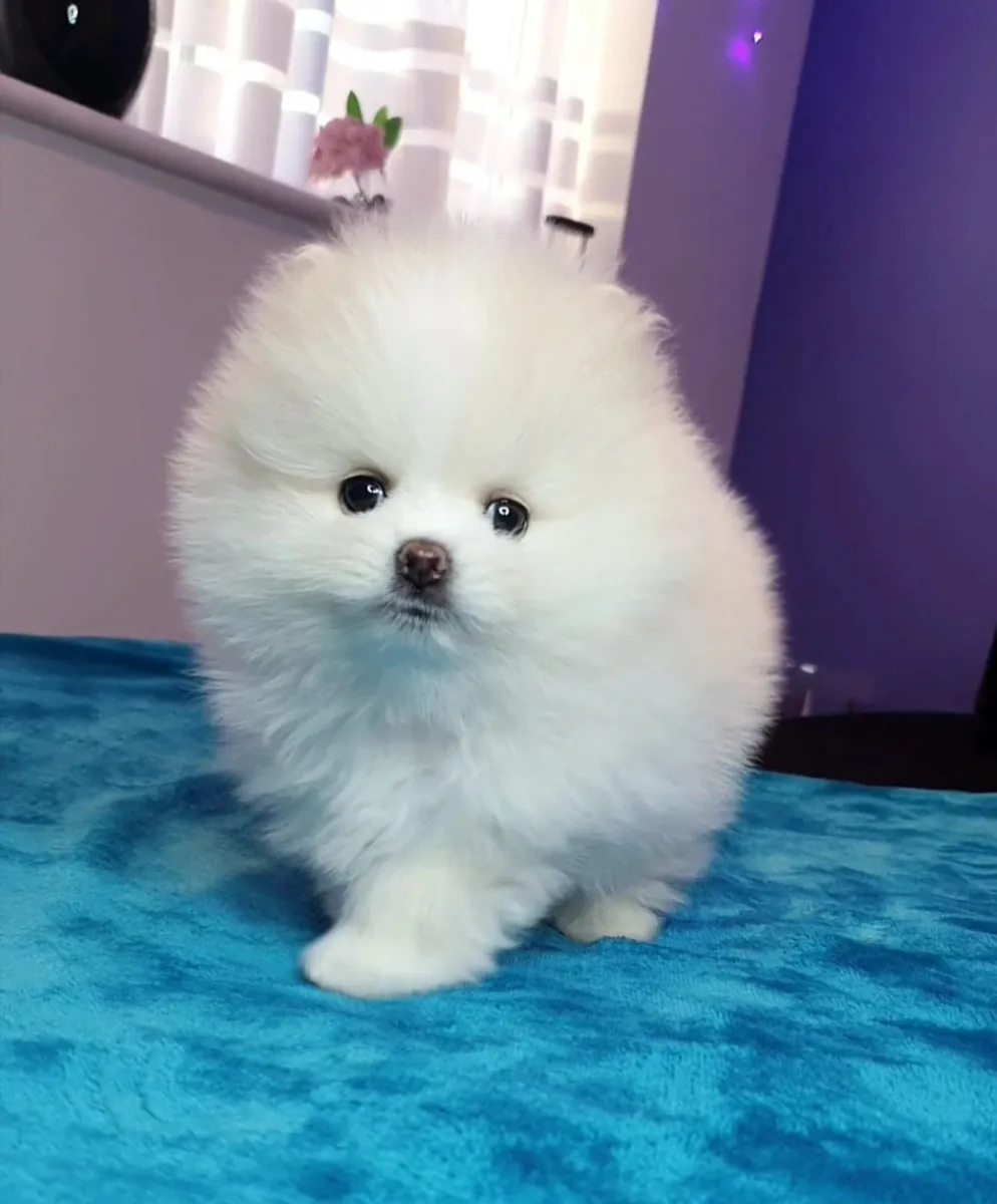 Preciosos cachorros de Pomerania buscan hogares cariñosos