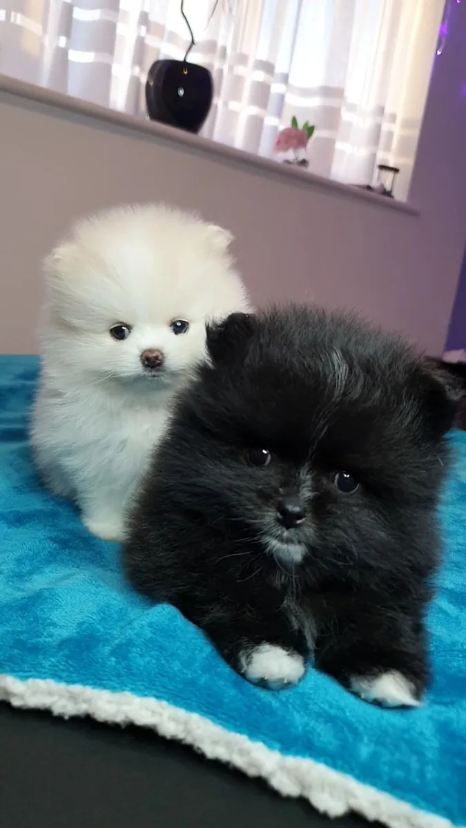 Des chiots poméraniens cherchent des foyers aimants et définitifs