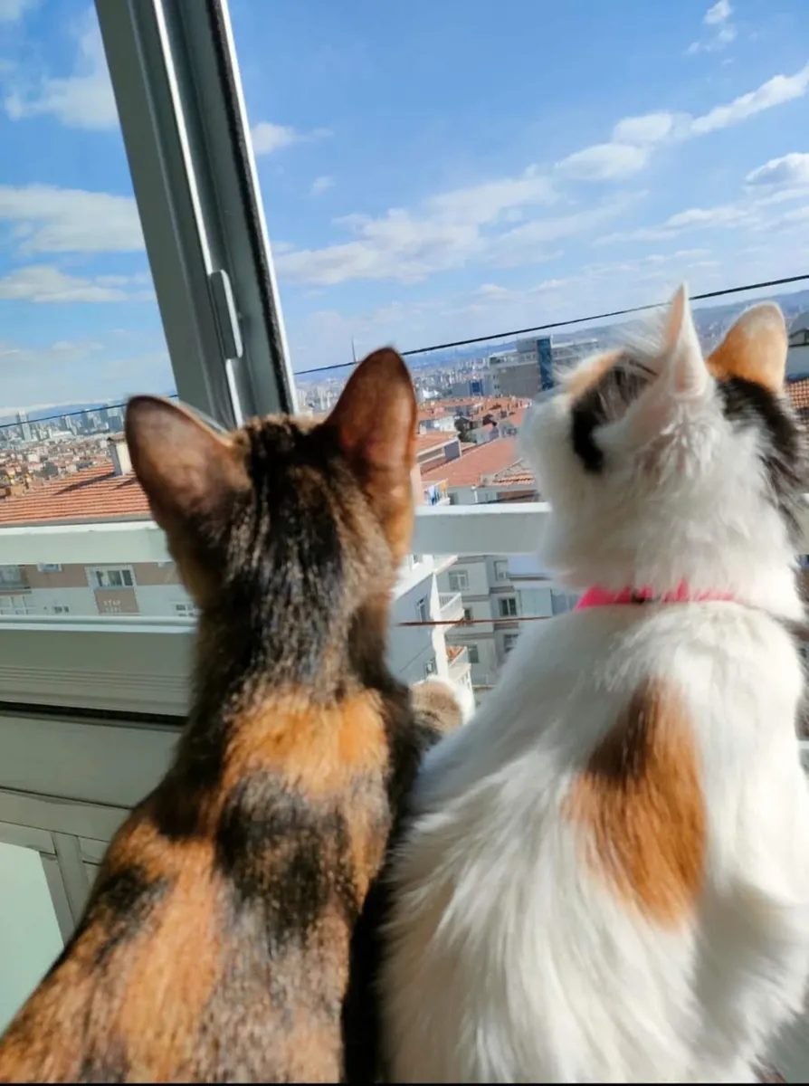 Sevimli İki Kardeş 