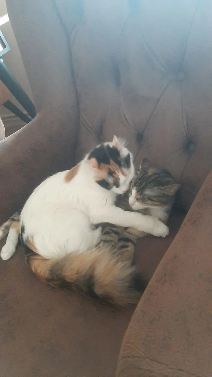 Sevimli İki Kardeş 