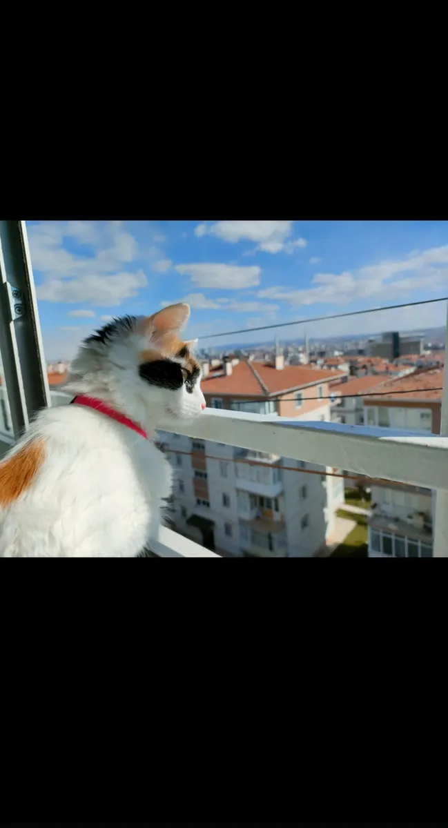 Sevimli İki Kardeş 