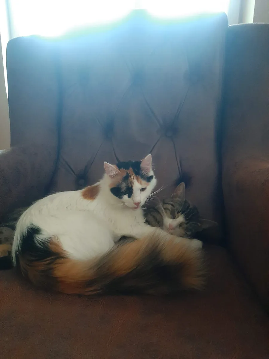 Sevimli İki Kardeş 