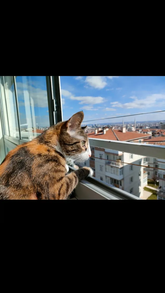 Sevimli İki Kardeş 