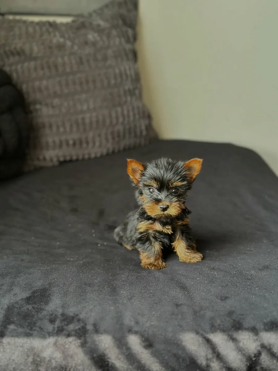 Yorkshire puppies 
