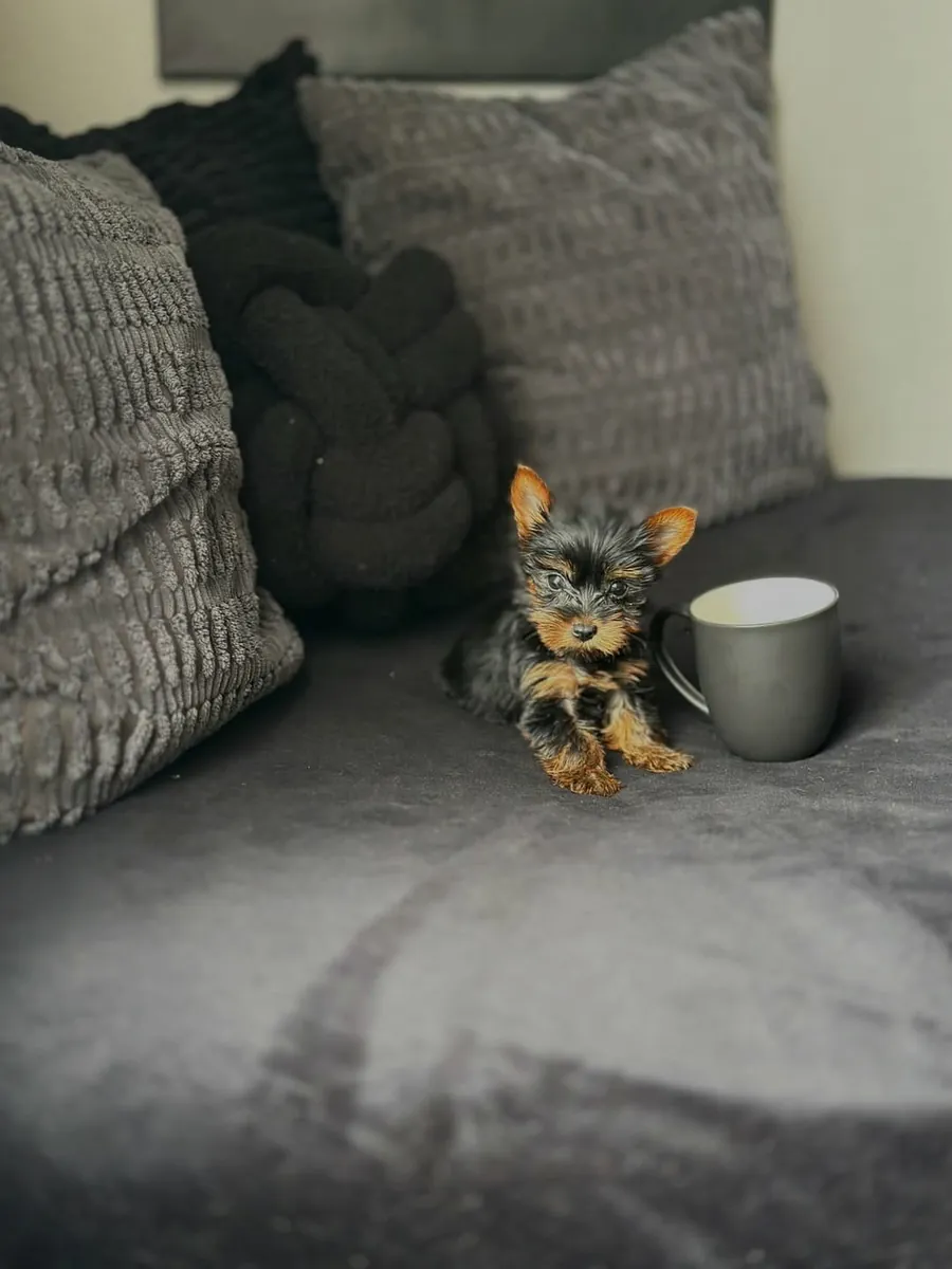 Cute Yorkshire puppies 