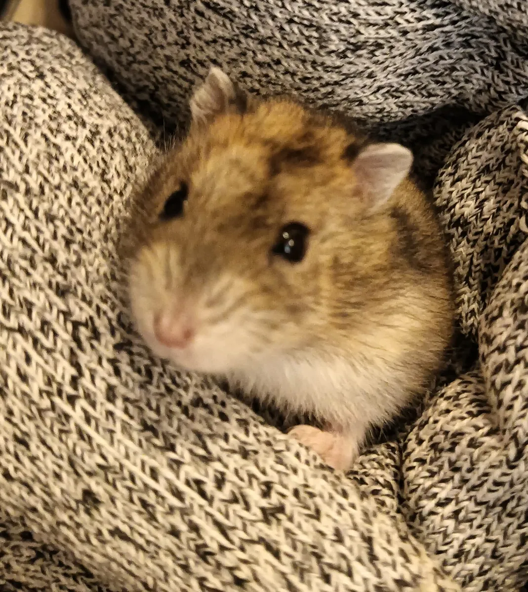 Русский хомяк