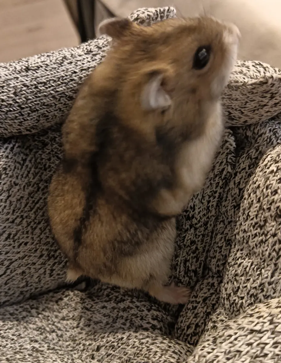 Русский хомяк