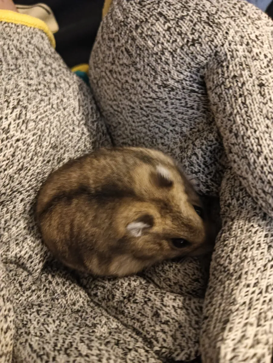 Русский хомяк