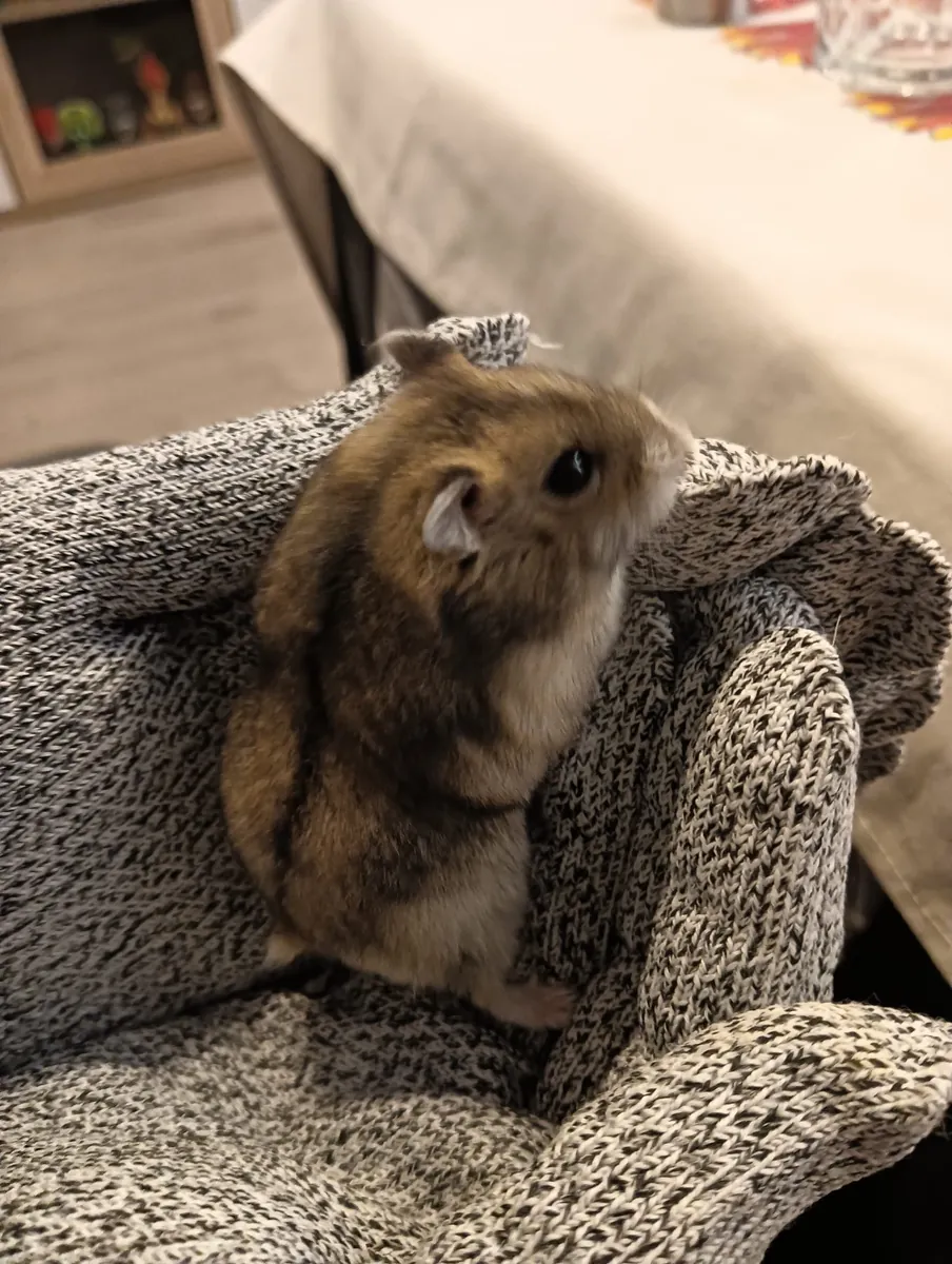 Русский хомяк