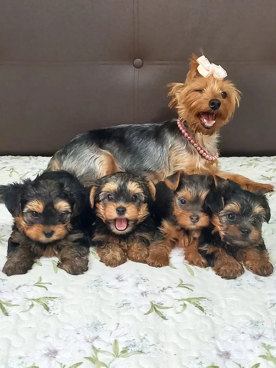Chiots Yorkshire joueurs