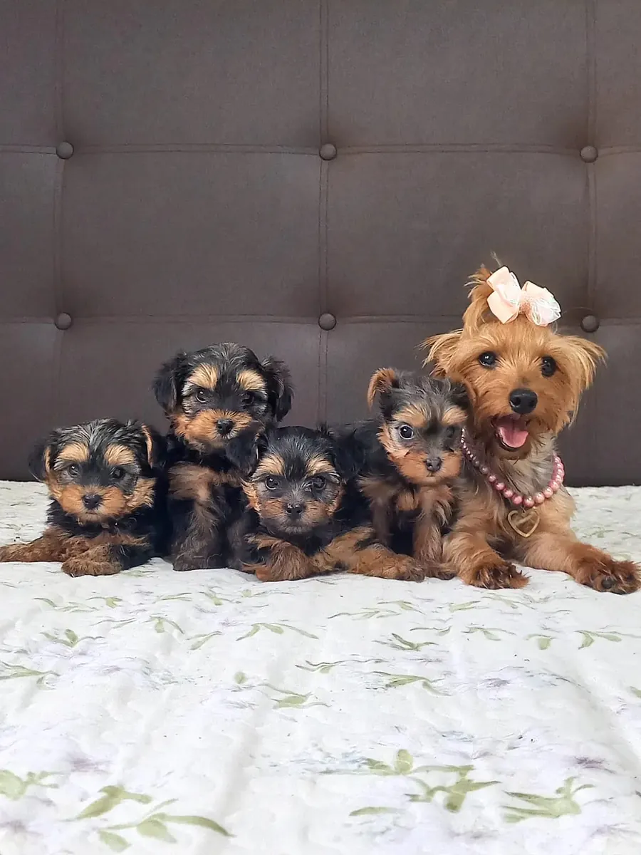 Chiots Yorkshire incroyables