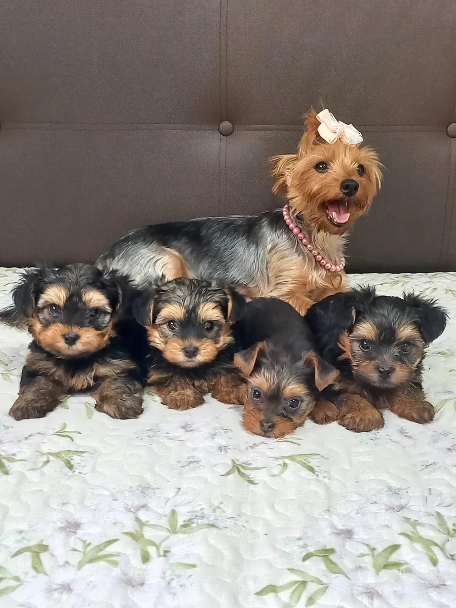 Chiots Yorkshire incroyables