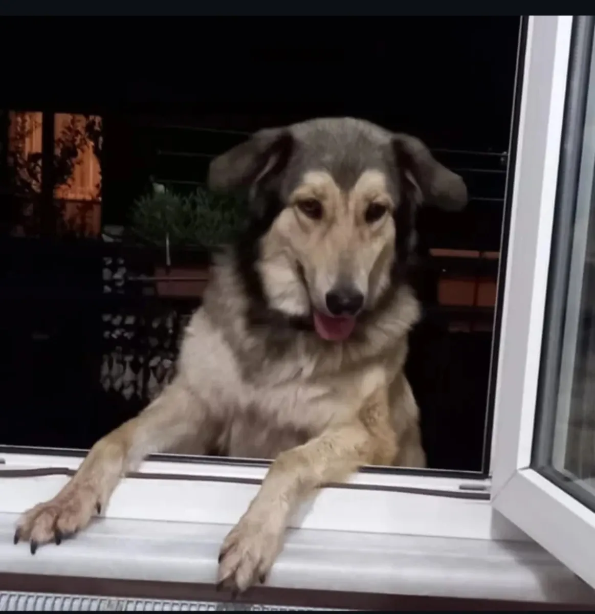 Dog