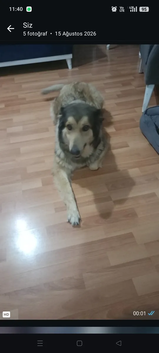 Dog