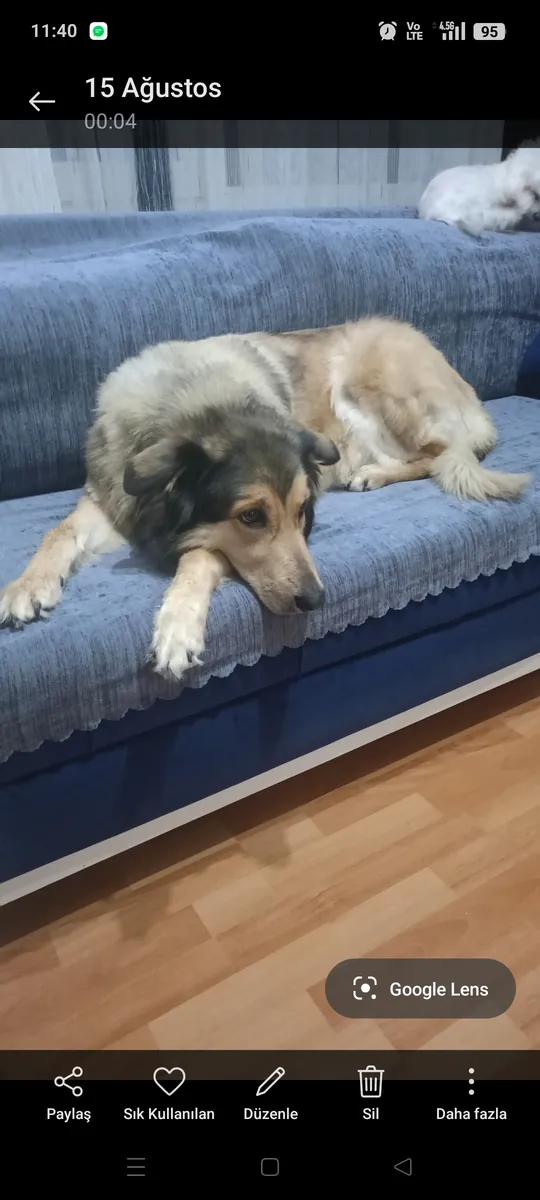 Dog