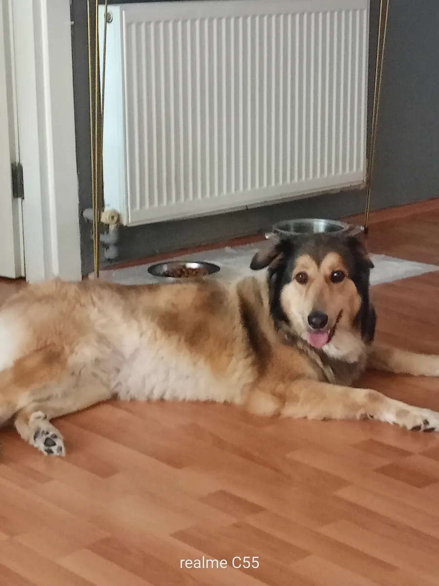Dog