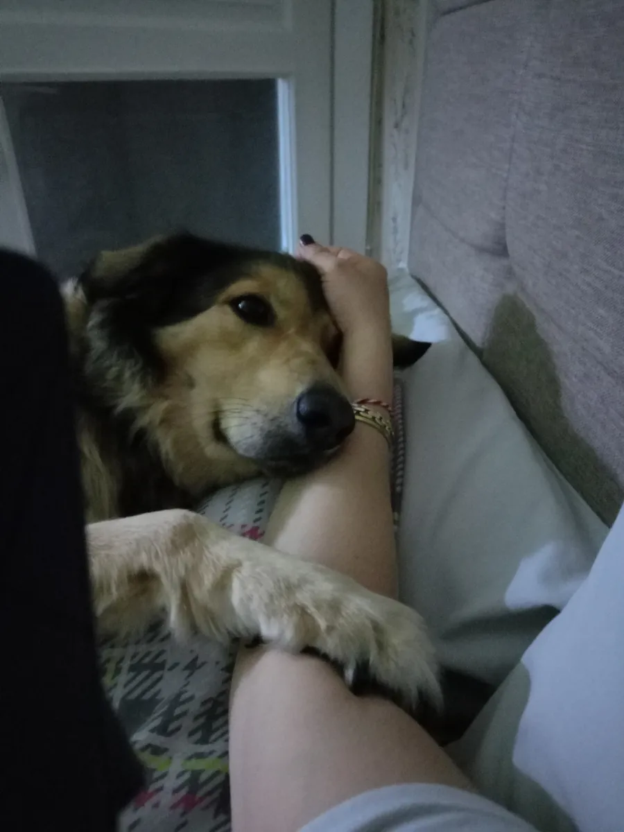 Dog