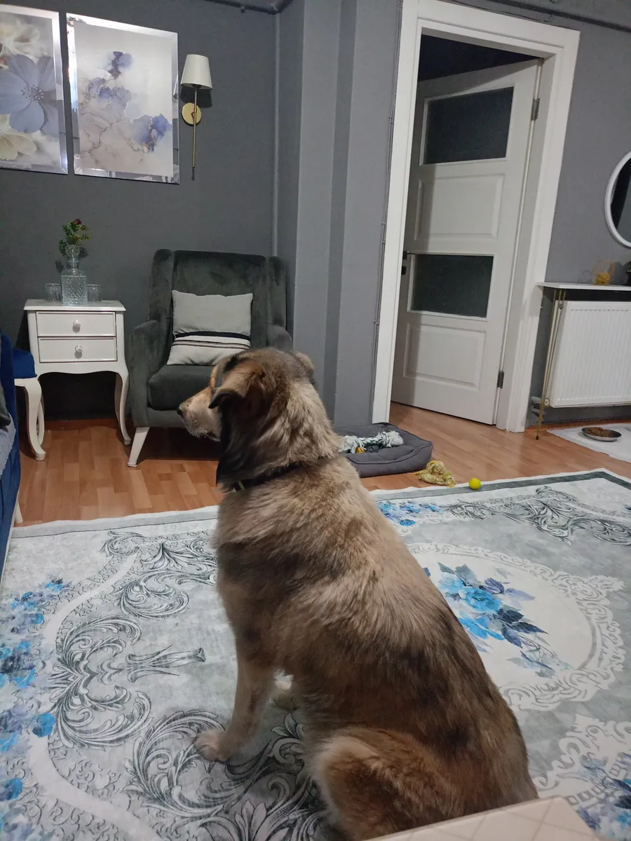 Dog