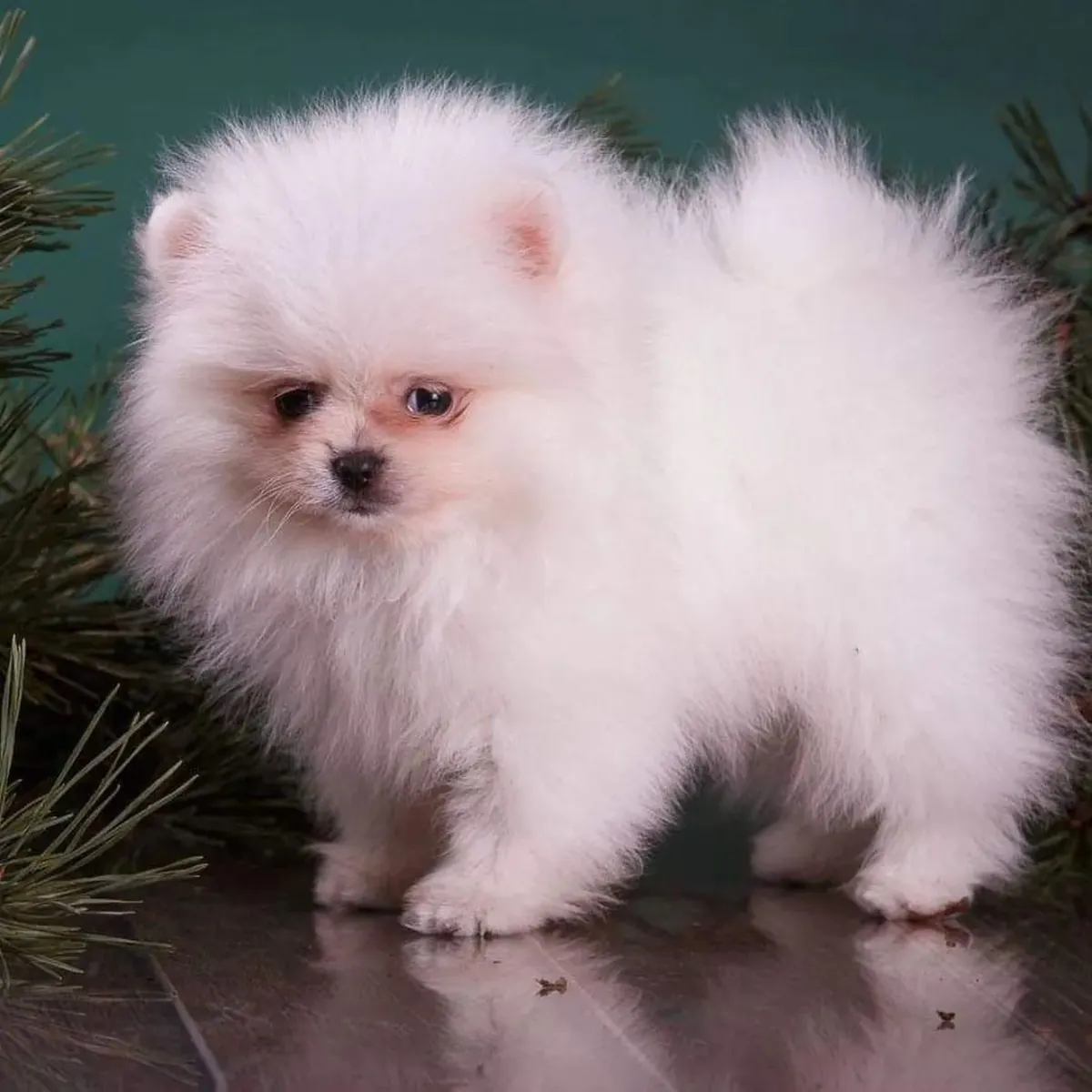 Sevimli Pomeranian yavrularımızla tanışın!