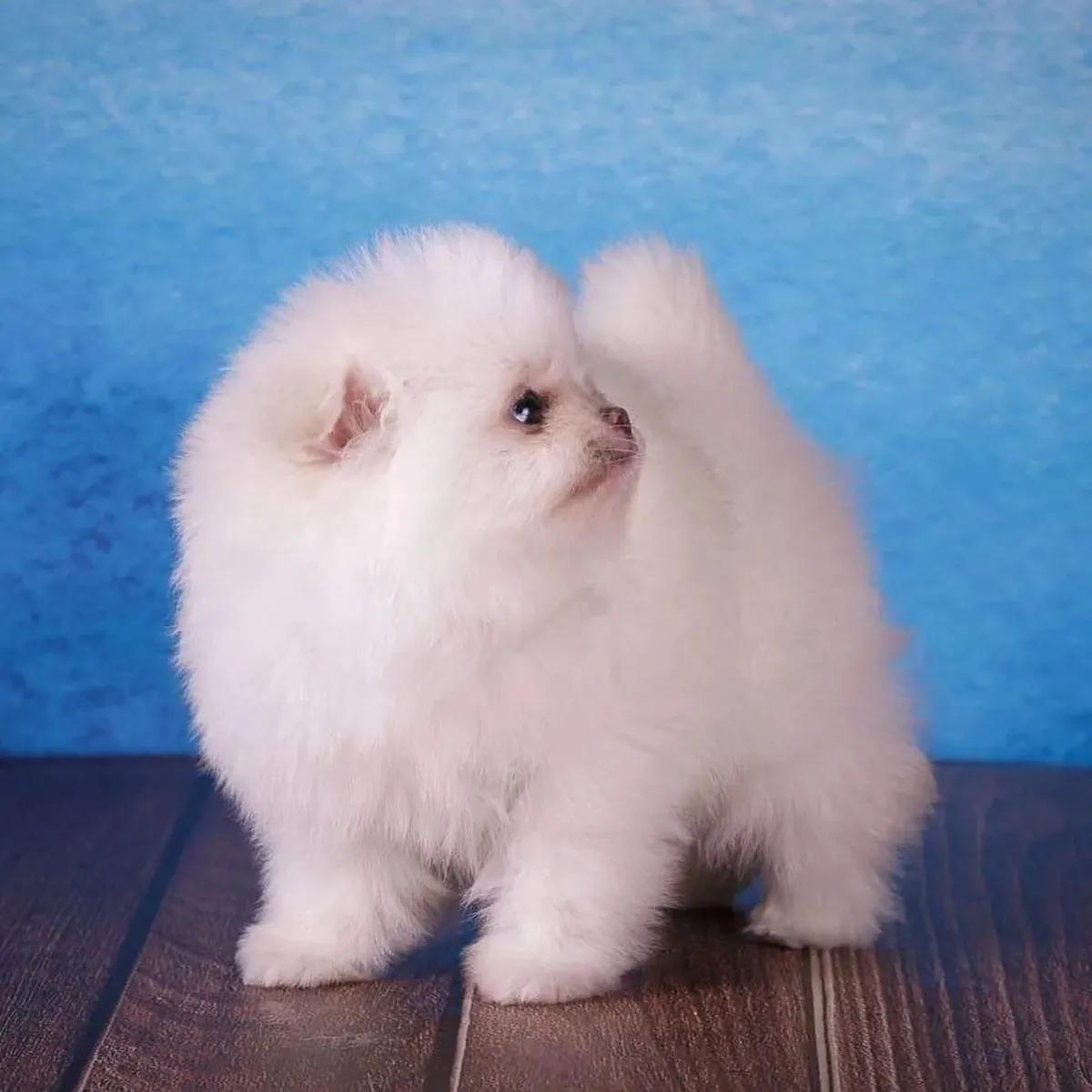 Sevimli Pomeranian yavrularımızla tanışın!