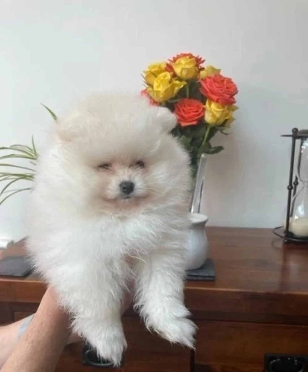 Chiots Pomerania cherchent une nouvelle famille