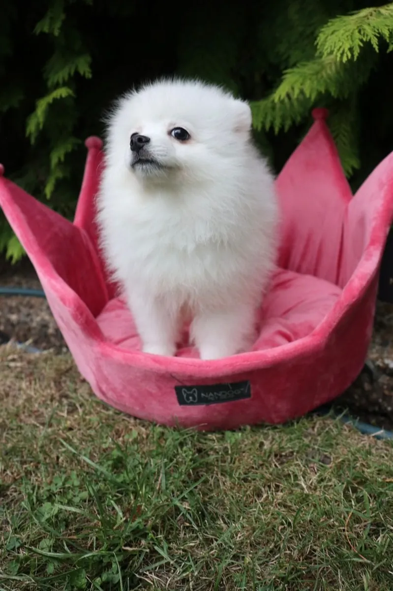 Chiots Pomerania adorables prêts à partir chez eux