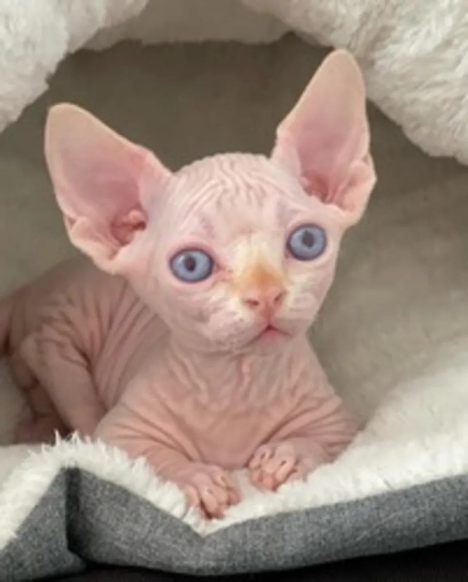 Sphynx Yavruları