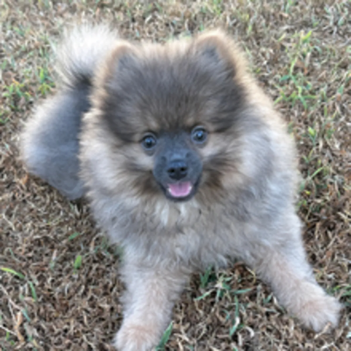 Précieux chiot Pomeranian Sable Foncé – Très Joueur