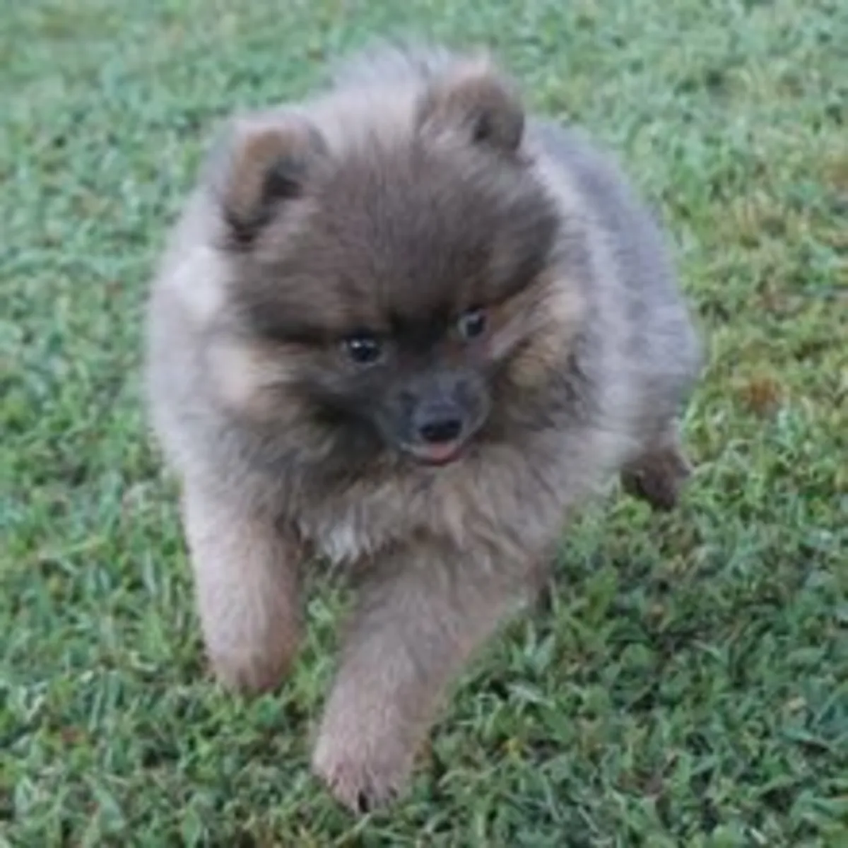 Précieux chiot Pomeranian Sable Foncé – Très Joueur