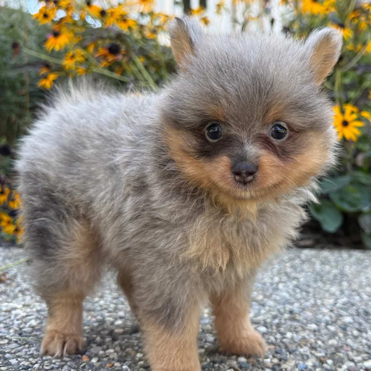 Precioso Pomerania Miniatura Blue Merle y Tan