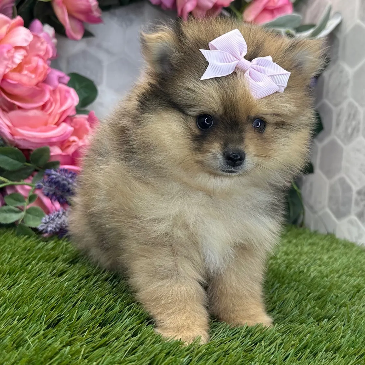 Précieuse femelle Pomeranian Sable – Douce petite tête