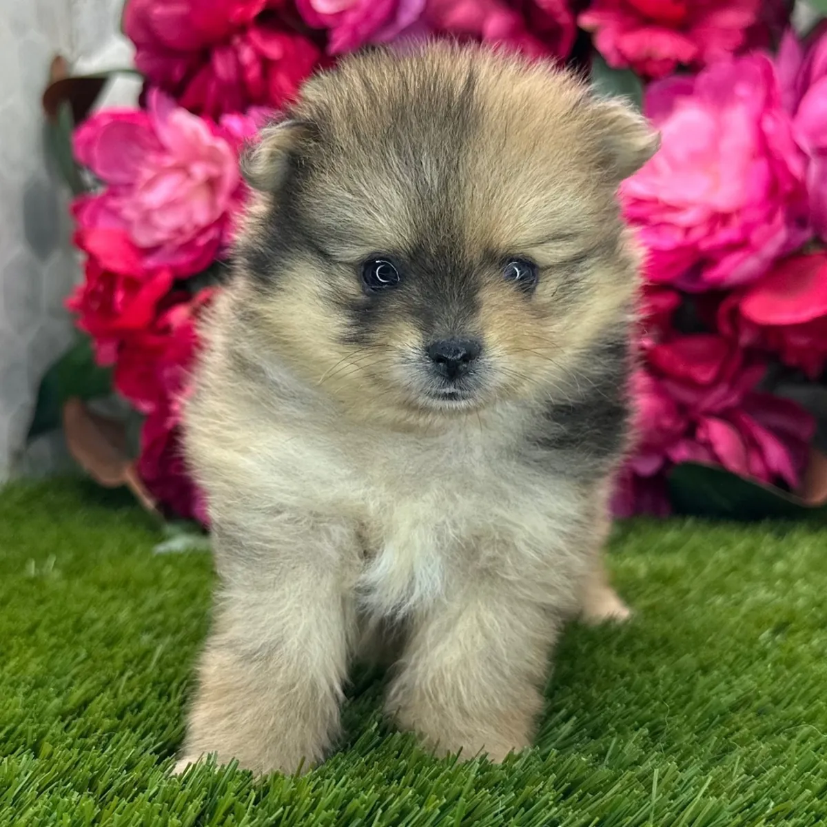Précieuse femelle Pomeranian Sable – Douce petite tête