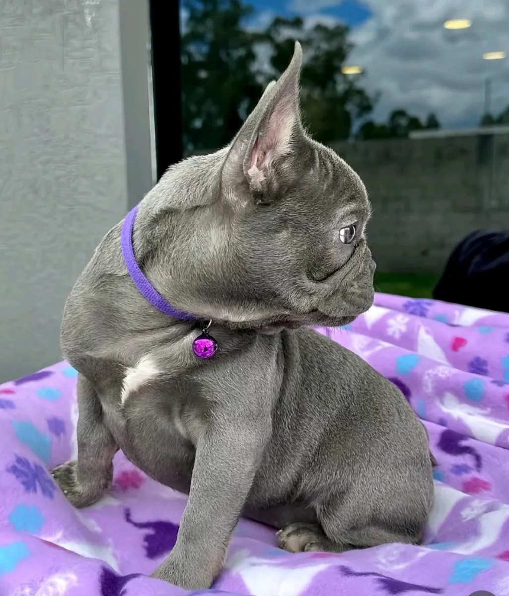🐾 Красивые щенки французского бульдога ищут любящие дома 🐾