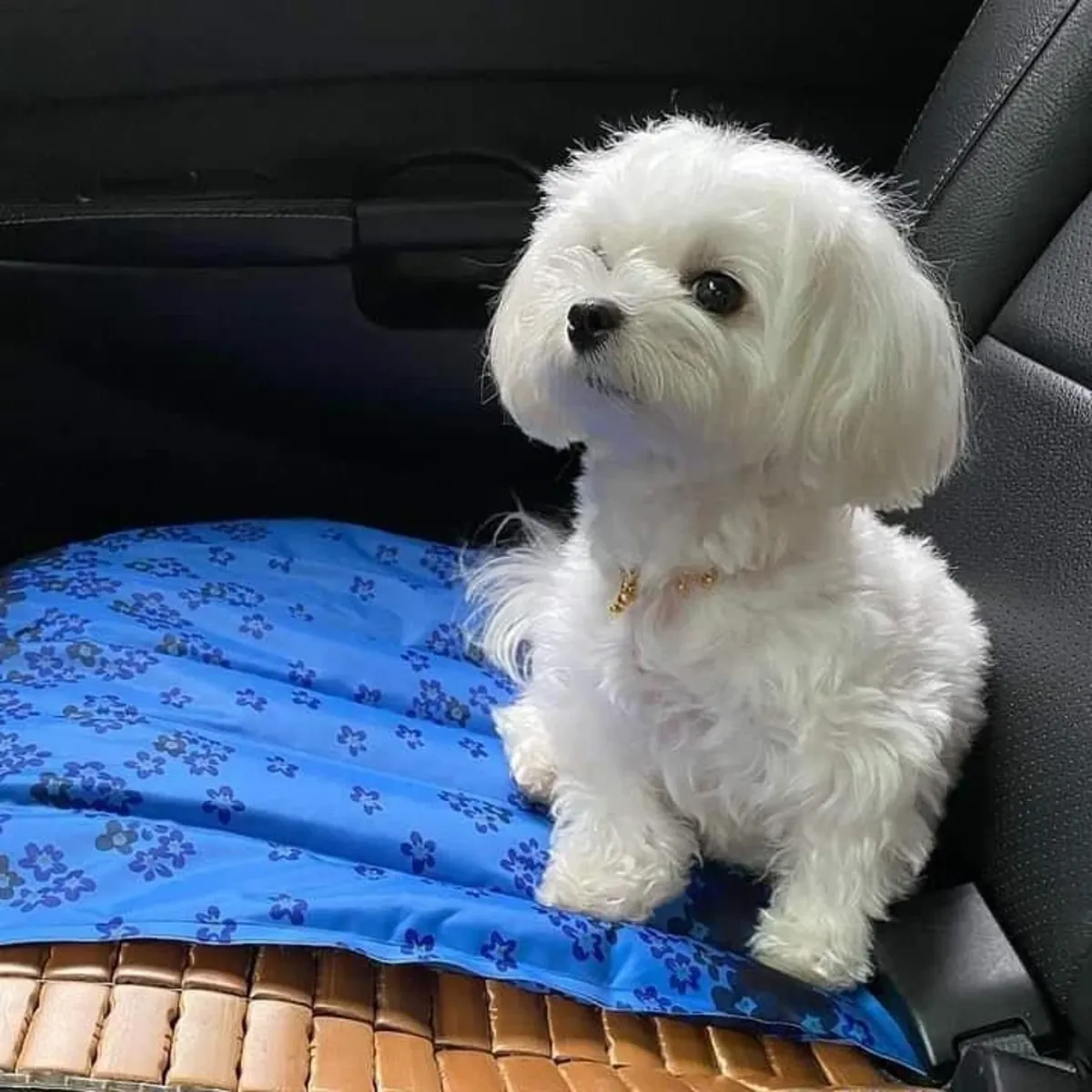 Meet our adorable Maltese puppies! 