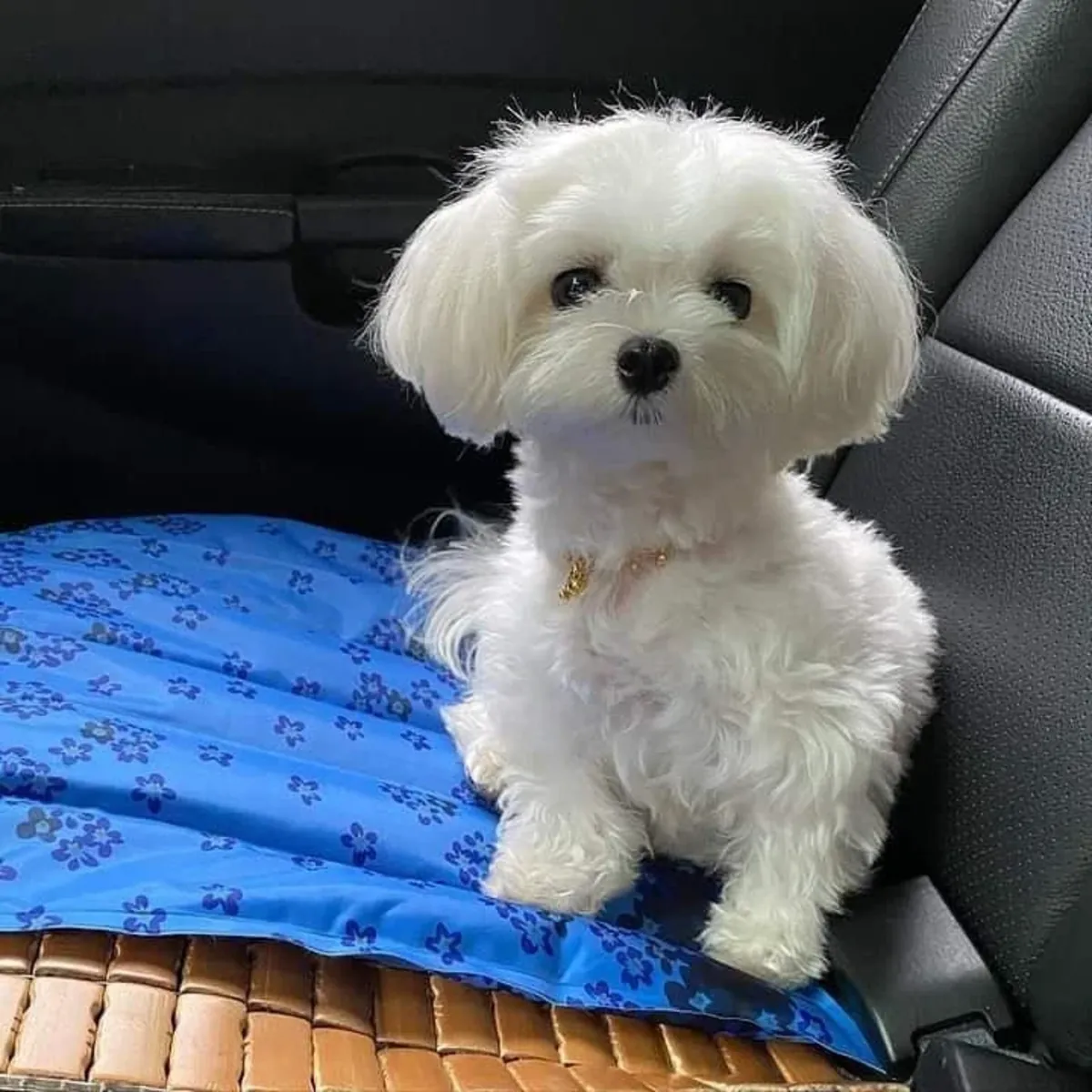Meet our adorable Maltese puppies! 