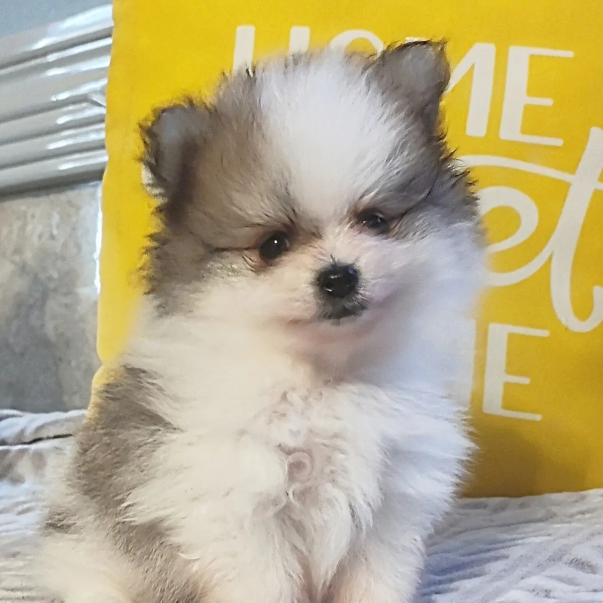 Exclusivo Cachorro Pomerania Parti-Color Blanco y Gris