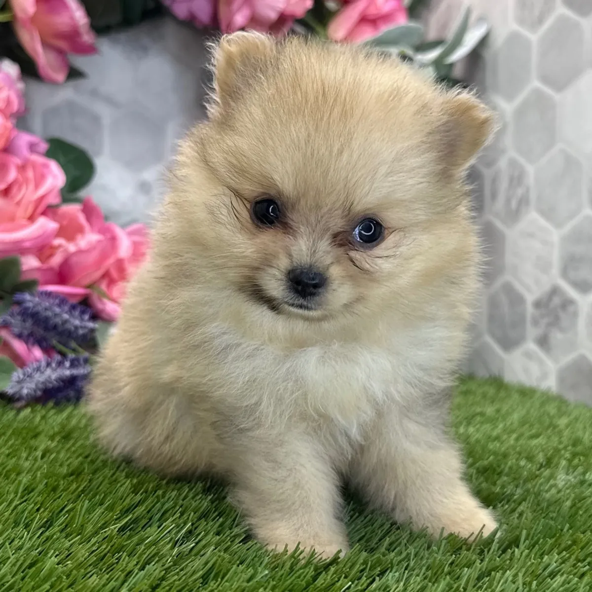 Charmant Chiot Pomeranien Couleur Crème – Visage d'Ours
