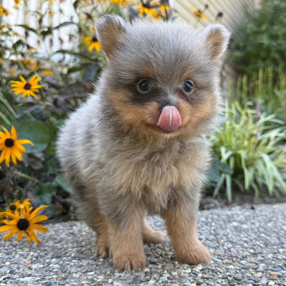 Precioso Pomerania Miniatura Blue Merle y Tan