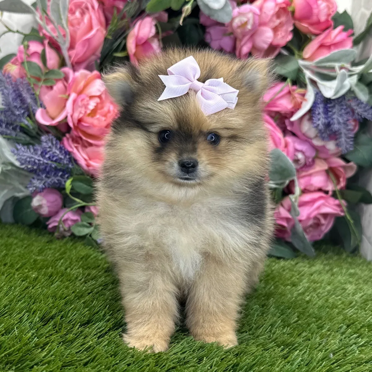 Değerli Sable Pomeranian Dişi – Tatlı Yüz