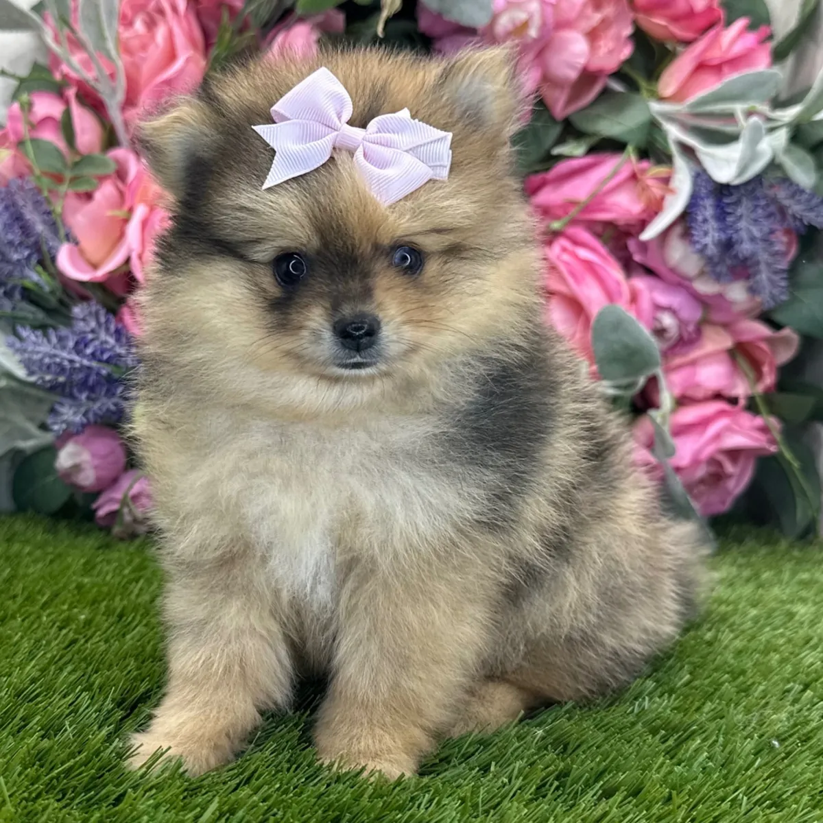 Değerli Sable Pomeranian Dişi – Tatlı Yüz